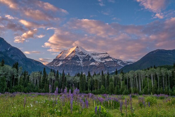 Rocky Mountains mit Lupen am Abend