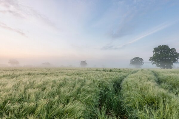 Morning landscape with a foggy field