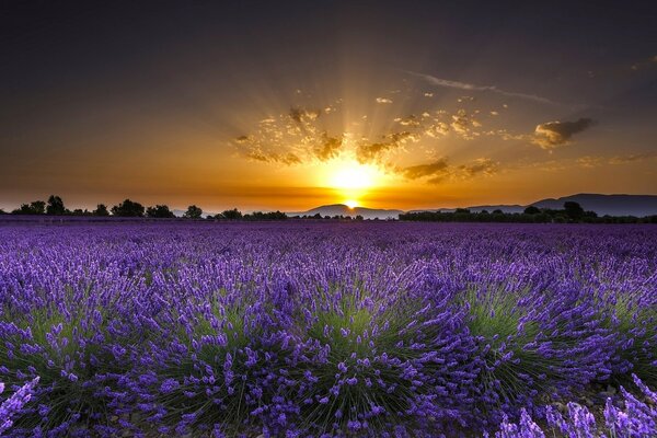 Champ de lavande à l aube en France