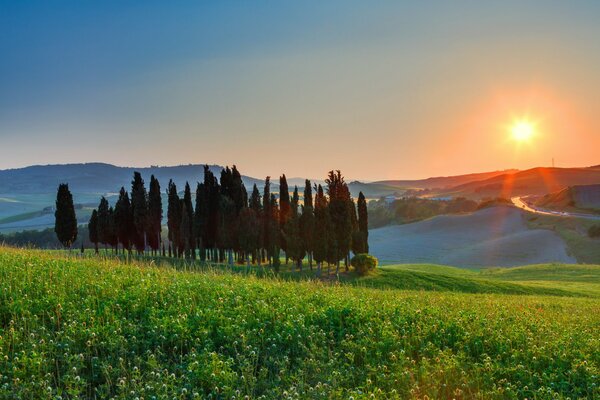 Campo verde con vista sugli alberi e sulle montagne