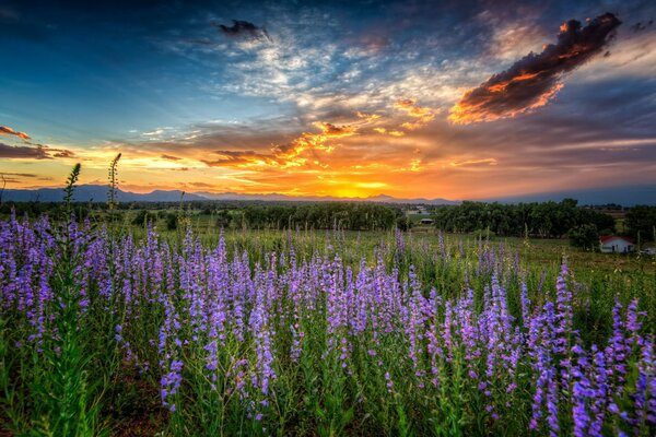 Flores de color púrpura en el campo en el fondo de la puesta de sol