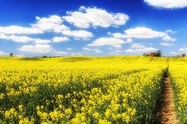 The path home through the rapeseed field