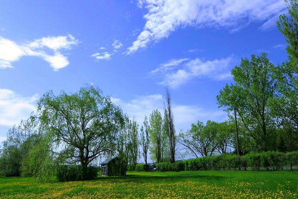 Grünes Sommerlaub unter blauem Himmel