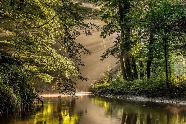 Der geschützte Wald erwacht von den ersten Sonnenstrahlen