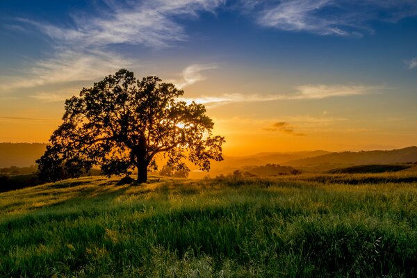 Ein einsamer Baum auf einer Wiese bei Sonnenuntergang