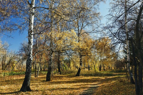 Золотая осень в умиротворённой аллее