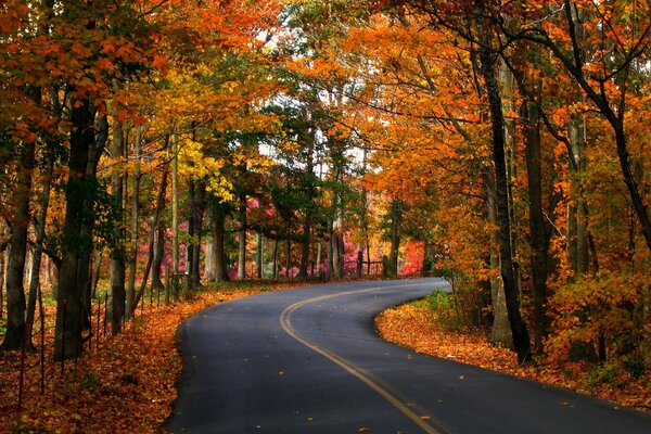 Road trees and nature