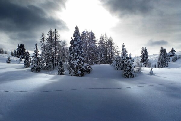 Winter landscape: firs and pines in the snow