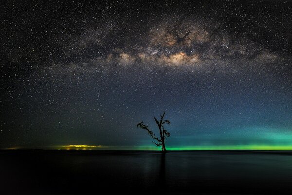A tree on the background of the Milky Way on the horizon