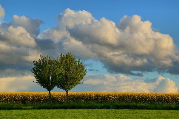 Dos árboles entre un campo de flores