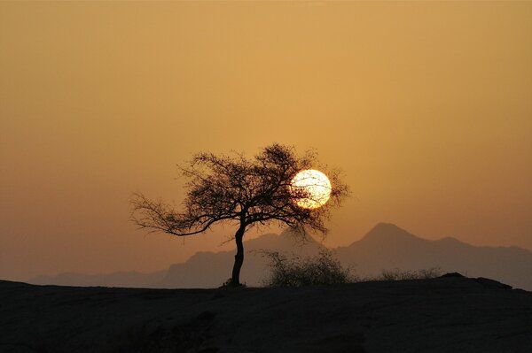 Silueta árbol sol puesta de sol