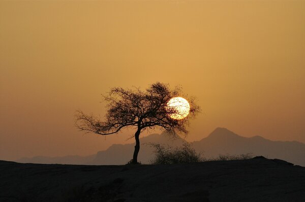 Sylwetka drzewo słońce zachód słońca