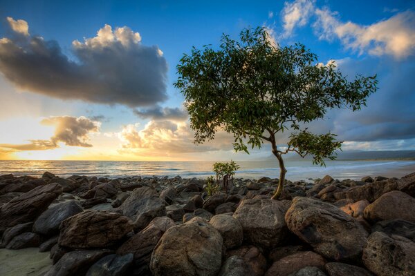 The tree grows among the stones