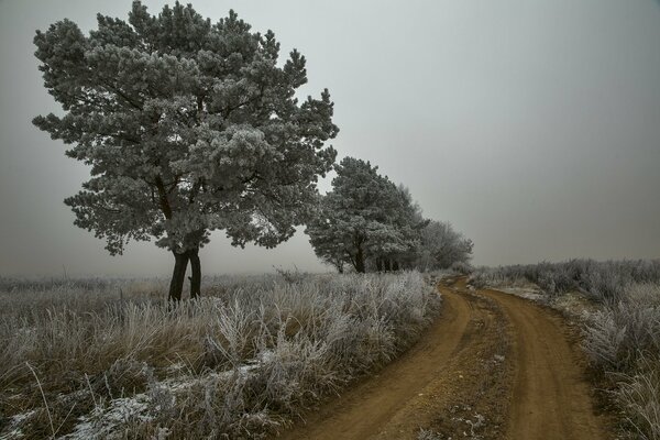 Gelo autunnale. bianco alberi, strada di terra