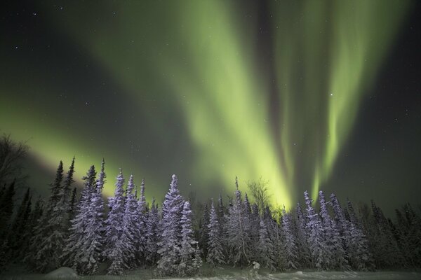 Northern Lights at night in the winter forest