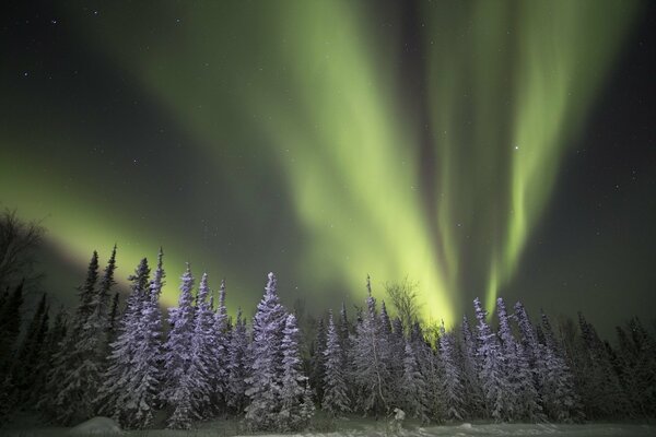 Aurora boreal por la noche en el bosque de invierno