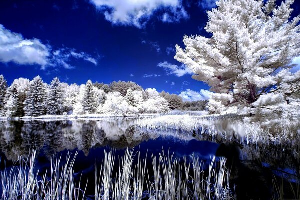 Reflexion von gefrorenen Bäumen im Winter im See