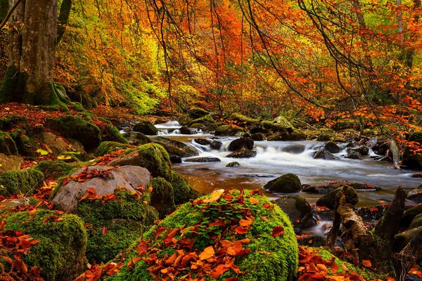 Autumn landscape of forests and rivers