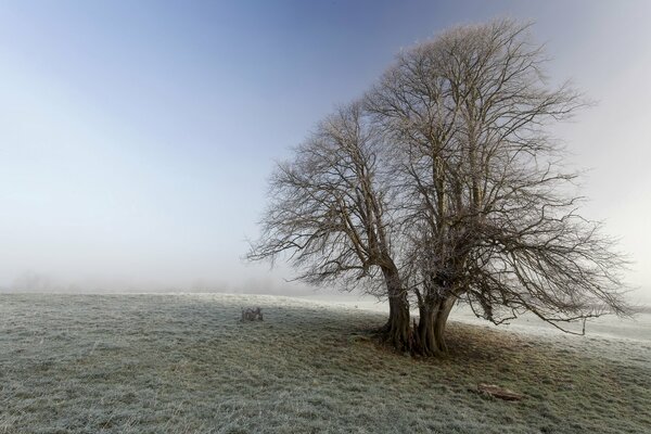 Landschaft der Natur . ein riesiger Baum im frost