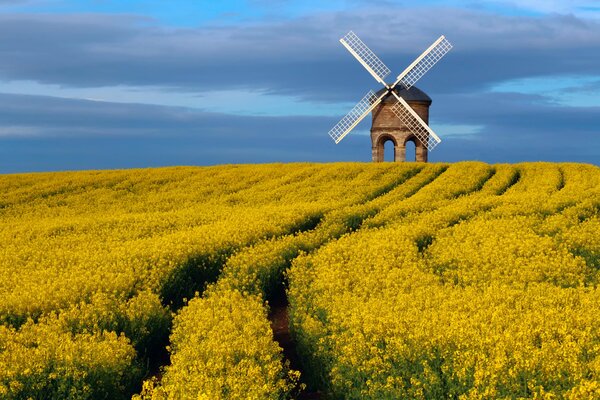 The yellow field and the blue sky and the mill