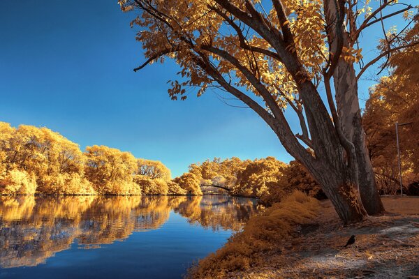 Herbstpark mit Bäumen und Teich