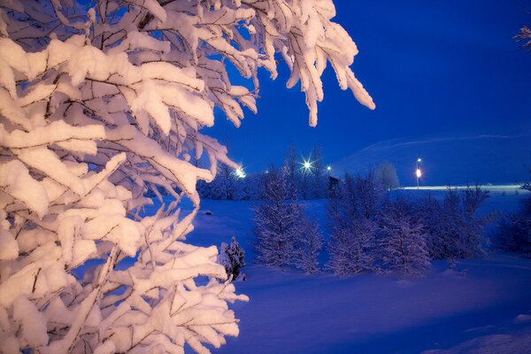 Зимний парк ночью. Снег на ветвях
