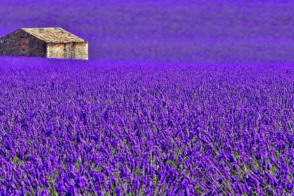 Beau champ de lavande et maisonnette