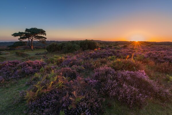 A field with purple flowers at sunset