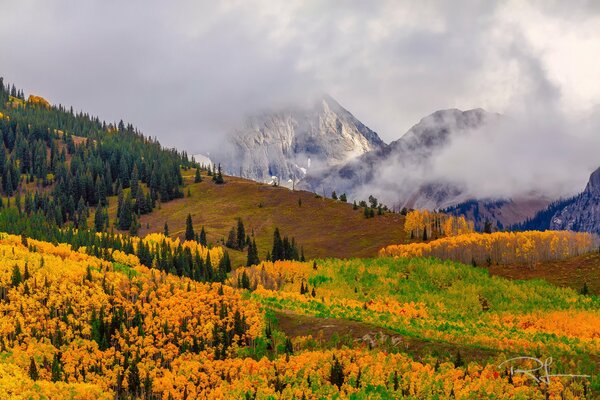 Estados Unidos, Colorado. bosque de otoño en la niebla