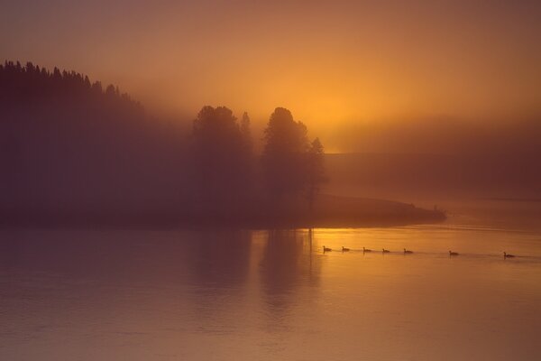 Ducks in the fog river trees