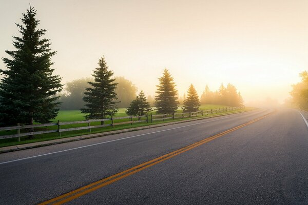 Christmas trees on the side of the road at dawn