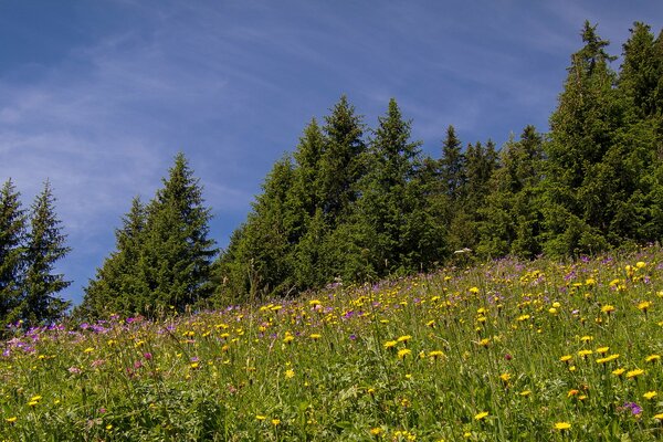 Hermosos prados en Suiza flores y árboles