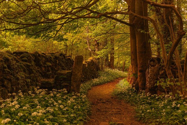 A path among flowers and a wonderful forest