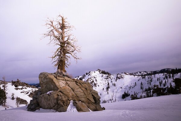 Winter Baum Landschaft Himmel