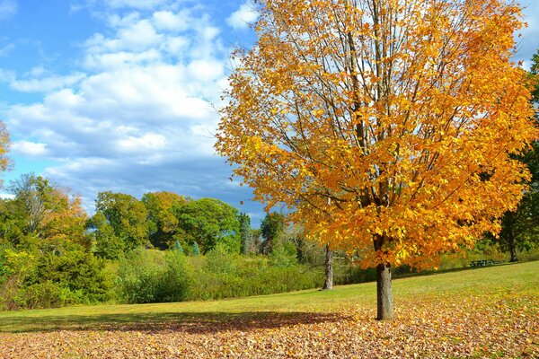 Árbol de otoño con hojas amarillas