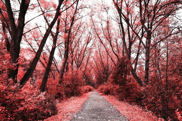 Long Chemin à travers la forêt rouge