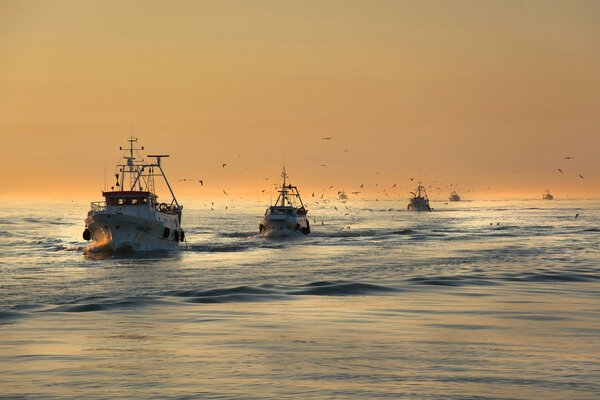 Beautiful sunset among ships and birds