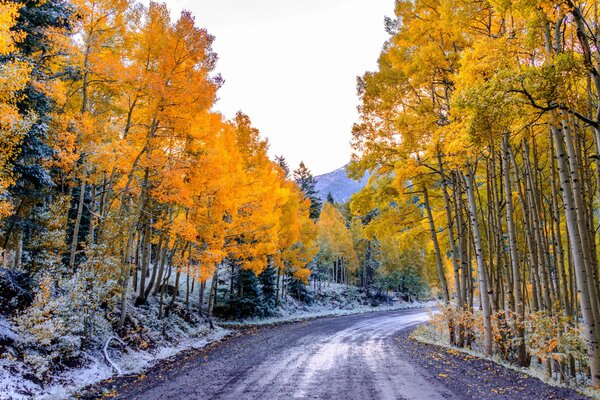 Autumn weather. beautiful trees