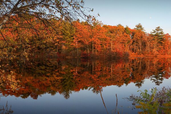 Bosque de otoño con follaje carmesí junto al lago