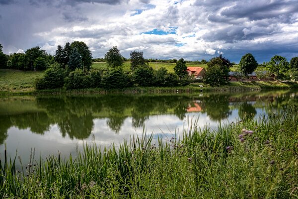 Das gras und die Bäume in der Nähe des Teiches