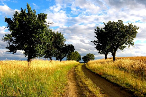 Straße in einem Feld mit Bäumen Landschaft