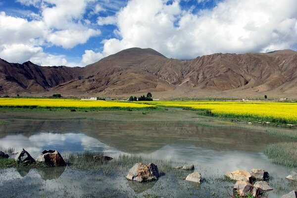 Hermoso paisaje. Prado amarillo. Cielo brillante