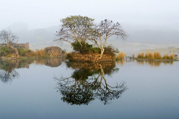 Árboles en medio del lago en la niebla