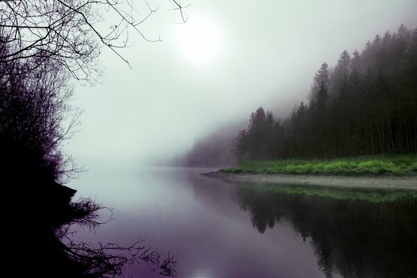 Туманный лес, отражающийся в озере