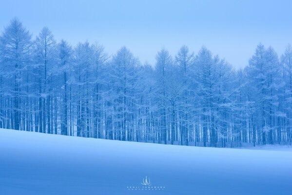 Bosque de nieve de invierno tranquilo