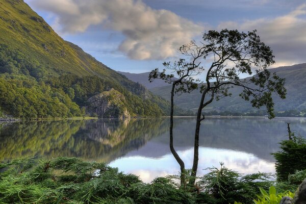 Title arbre solitaire au bord du lac