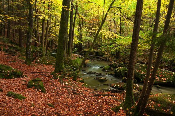 Bosque arroyo árboles hojas