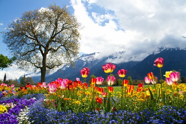 Une dispersion lumineuse de fleurs sur un fond de montagnes brumeuses