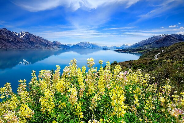 Mountains around the lake, flowers in the foreground