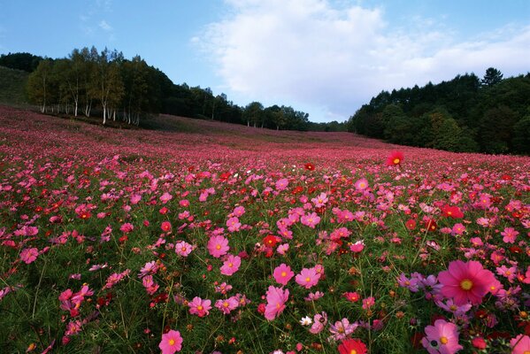 Clairière d été pleine de fleurs